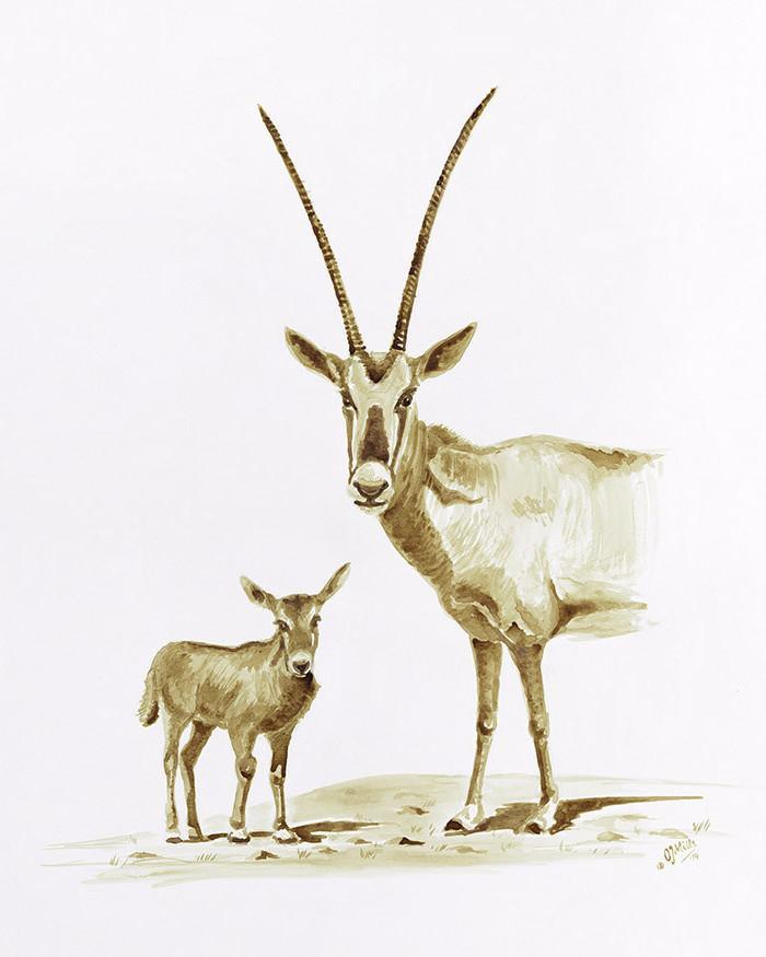 Arabian Oryx - MONDA Gallery