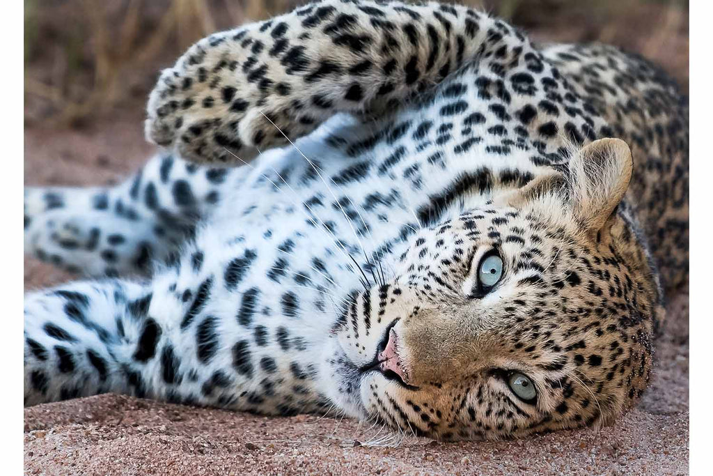 Leopard Eyes