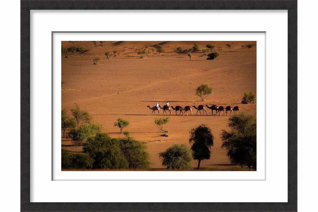 Framed Camels in the Desert