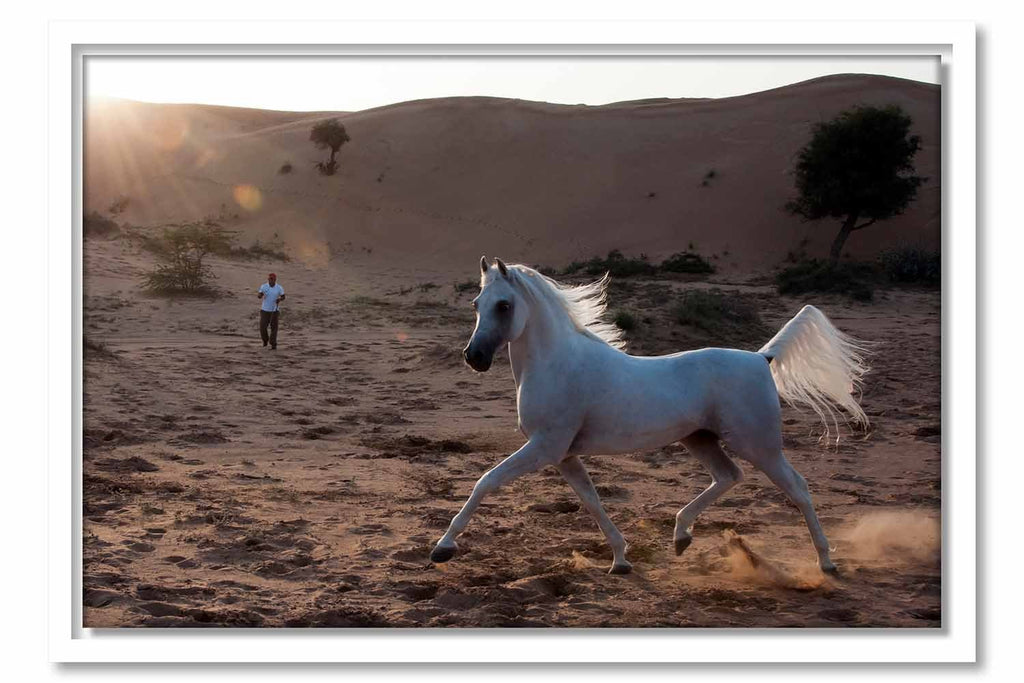 Framed Canvas Proud Arabian Horse