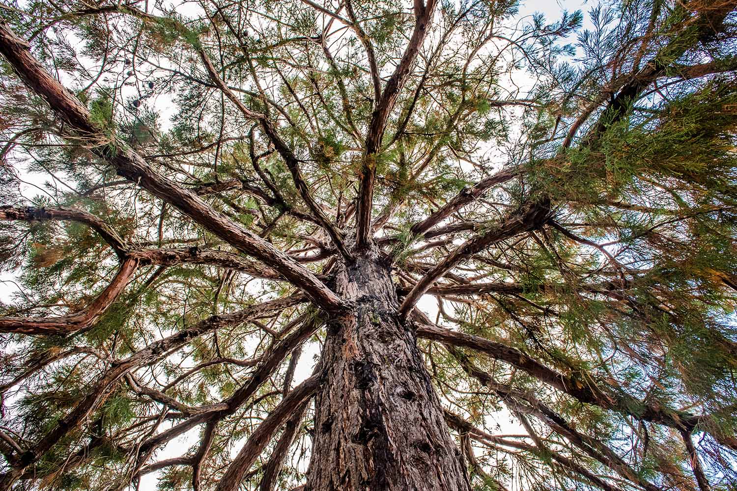 Nap Tree Nappa Tree – Monda Gallery