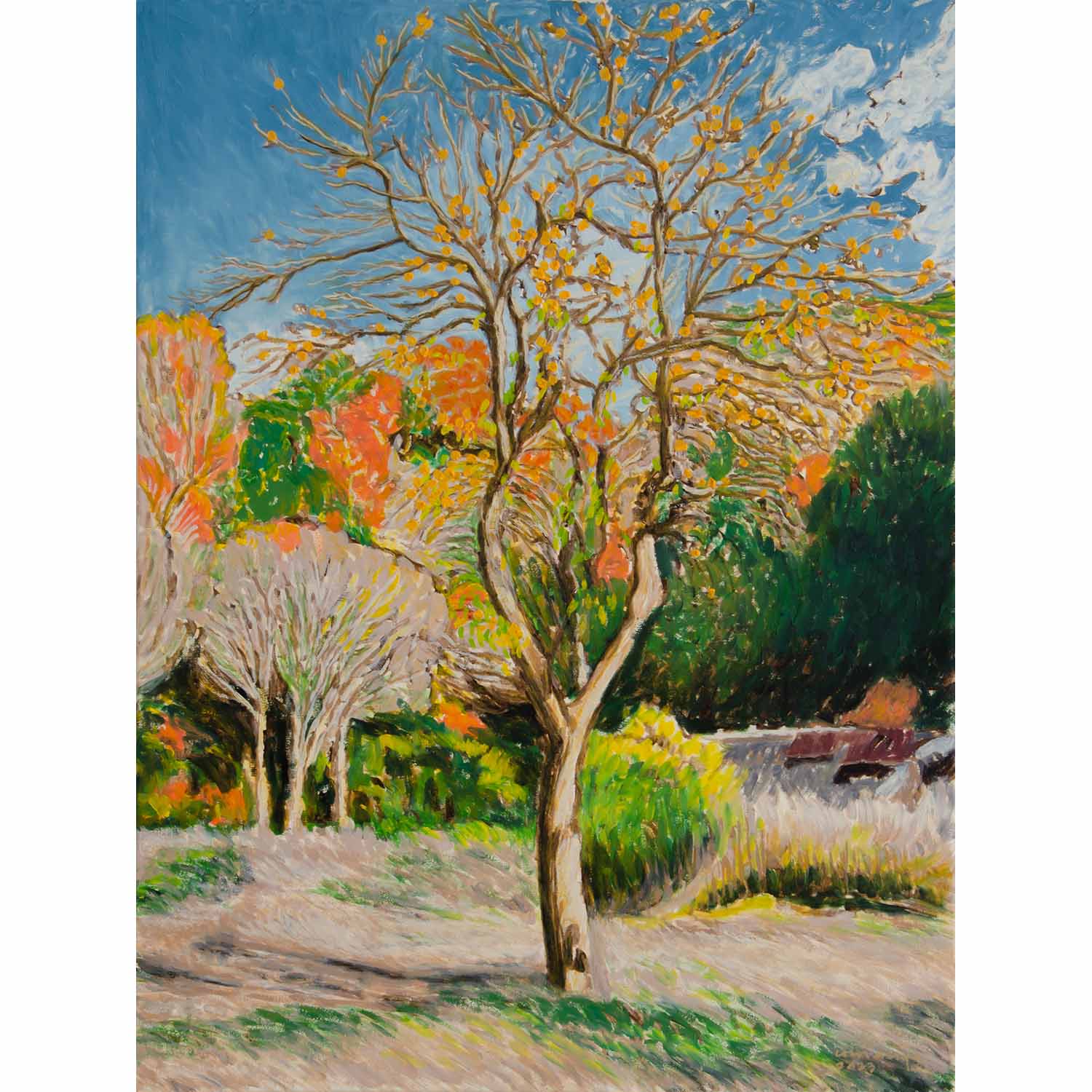 Suranga Tree Persimon Tree, Shirakawago – Monda Gallery