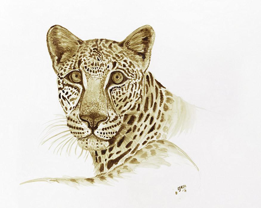Arabian Leopard - MONDA Gallery