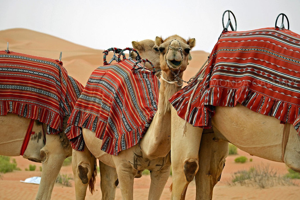 Camel Caravan - MONDA Gallery