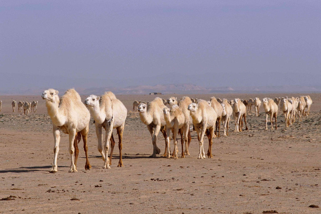 A Herd of White Camels - MONDA Gallery