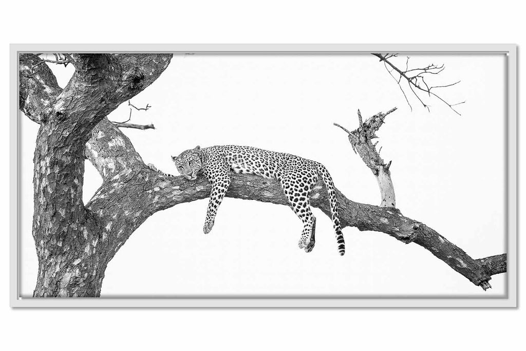 Framed Canvas South Africa Leopard