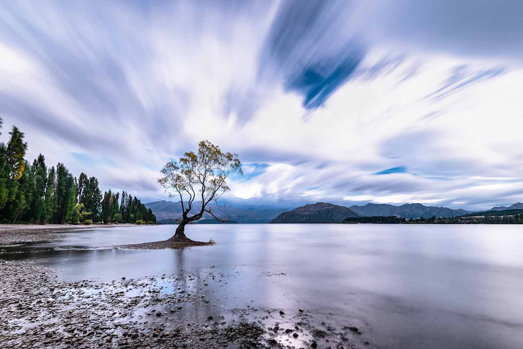 Wanaka Tree, NZ