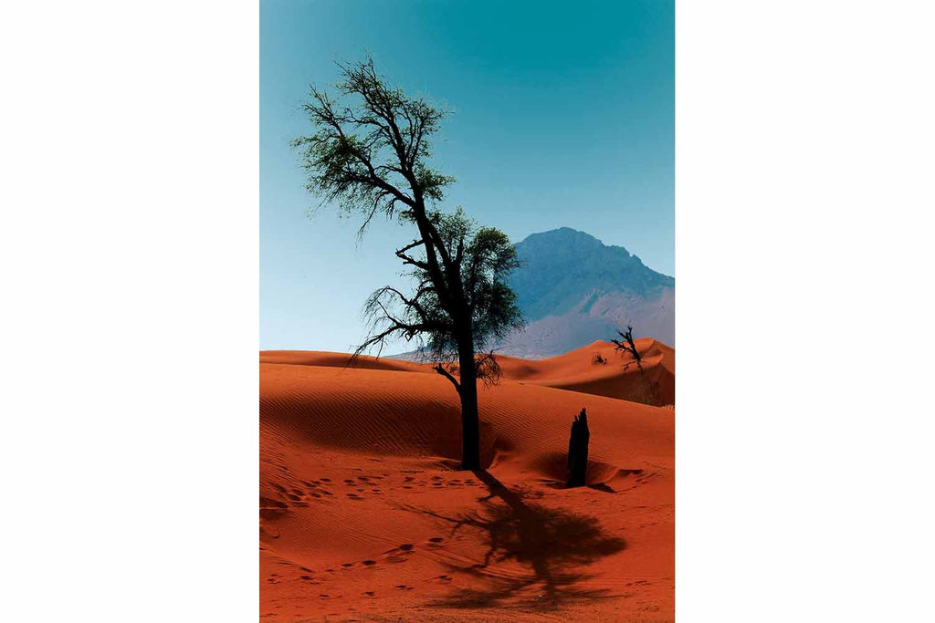 Lonely Tree (Sharjah)